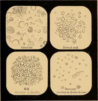 An illustration from An atlas of clinical microscopy (1885)