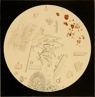 An illustration from An atlas of clinical microscopy (1885)