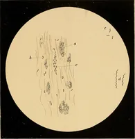 An illustration from An atlas of clinical microscopy (1885)