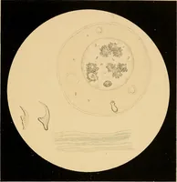 An illustration from An atlas of clinical microscopy (1885)