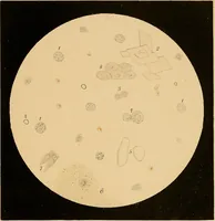 An illustration from An atlas of clinical microscopy (1885)