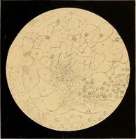 An illustration from An atlas of clinical microscopy (1885)