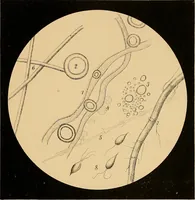 An illustration from An atlas of clinical microscopy (1885)