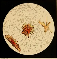 An illustration from An atlas of clinical microscopy (1885)