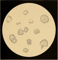 An illustration from An atlas of clinical microscopy (1885)