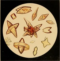 Picture 9 of 89 from An atlas of clinical microscopy (1885), leaf 66