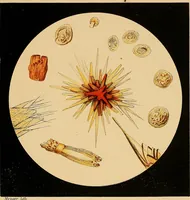 An illustration from An atlas of clinical microscopy (1885)