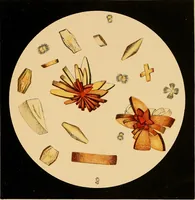 An illustration from An atlas of clinical microscopy (1885)