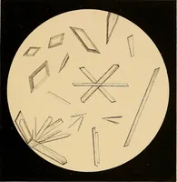 An illustration from An atlas of clinical microscopy (1885)