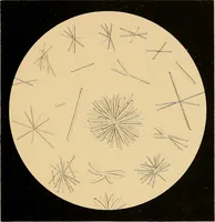 An illustration from An atlas of clinical microscopy (1885)