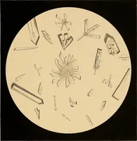 Picture 15 of 89 from An atlas of clinical microscopy (1885), leaf 86