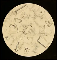 An illustration from An atlas of clinical microscopy (1885)