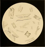 An illustration from An atlas of clinical microscopy (1885)