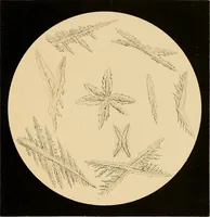 An illustration from An atlas of clinical microscopy (1885)
