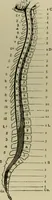 Picture 29 of 35 from An atlas of the differential diagnosis of the diseases of the nervous system; analytical and semeiological neurological charts (1914), leaf 321