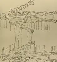 An illustration from An atlas of the differential diagnosis of the diseases of the nervous system; analytical and semeiological neurological charts (1914)
