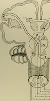 An illustration from An atlas of the differential diagnosis of the diseases of the nervous system; analytical and semeiological neurological charts (1914)