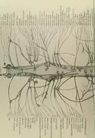 An illustration from An atlas of the differential diagnosis of the diseases of the nervous system; analytical and semeiological neurological charts (1914)