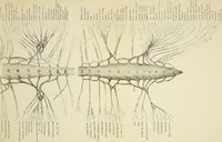 Picture 35 of 35 from An atlas of the differential diagnosis of the diseases of the nervous system; analytical and semeiological neurological charts (1914), leaf 328