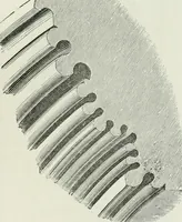 An illustration from An attempt to discriminate the styles of architecture in England, from the conquest to the reformation : with a sketch of the Grecian and Roman orders (1881)