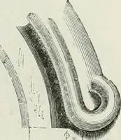 An illustration from An attempt to discriminate the styles of architecture in England, from the conquest to the reformation : with a sketch of the Grecian and Roman orders (1881)