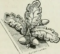 An illustration from An attempt to discriminate the styles of architecture in England, from the conquest to the reformation : with a sketch of the Grecian and Roman orders (1881)