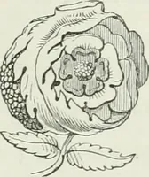 An illustration from An attempt to discriminate the styles of architecture in England, from the conquest to the reformation : with a sketch of the Grecian and Roman orders (1881)