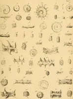 An illustration from Atti della Accademia di scienze, lettere e arti di Palermo. (1845)