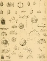 An illustration from Atti della Accademia di scienze, lettere e arti di Palermo. (1845)