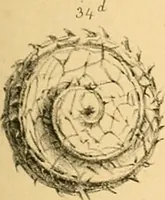 An illustration from Atti della Accademia di scienze, lettere e arti di Palermo. (1845)