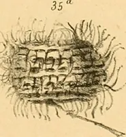 An illustration from Atti della Accademia di scienze, lettere e arti di Palermo. (1845)