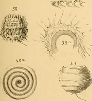 An illustration from Atti della Accademia di scienze, lettere e arti di Palermo. (1845)