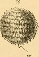 An illustration from Atti della Accademia di scienze, lettere e arti di Palermo. (1845)