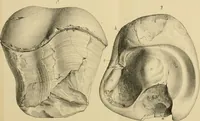 An illustration from Atti della Accademia di scienze, lettere e arti di Palermo. (1845)