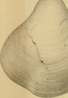 An illustration from Atti della Accademia di scienze, lettere e arti di Palermo. (1845)