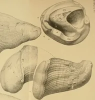 An illustration from Atti della Accademia di scienze, lettere e arti di Palermo. (1845)