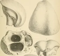 An illustration from Atti della Accademia di scienze, lettere e arti di Palermo. (1845)