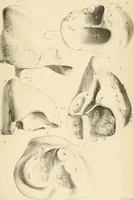 An illustration from Atti della Accademia di scienze, lettere e arti di Palermo. (1845)