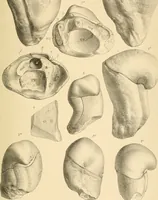 An illustration from Atti della Accademia di scienze, lettere e arti di Palermo. (1845)