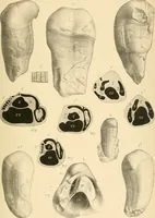 An illustration from Atti della Accademia di scienze, lettere e arti di Palermo. (1845)