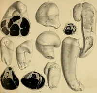 An illustration from Atti della Accademia di scienze, lettere e arti di Palermo. (1845)