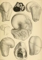 An illustration from Atti della Accademia di scienze, lettere e arti di Palermo. (1845)
