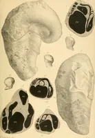 An illustration from Atti della Accademia di scienze, lettere e arti di Palermo. (1845)
