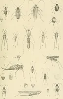 An illustration from Atti della Accademia di scienze, lettere e arti di Palermo. (1845)