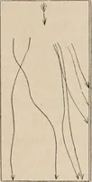 An illustration from Attractions & oscillations des animaux marines sous l'influence de la lumière. Recherches nouvelles relatives au phototactisme et au phototropisme (1905)