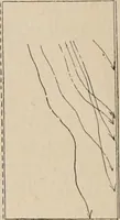 An illustration from Attractions & oscillations des animaux marines sous l'influence de la lumière. Recherches nouvelles relatives au phototactisme et au phototropisme (1905)