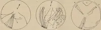 An illustration from Attractions & oscillations des animaux marines sous l'influence de la lumière. Recherches nouvelles relatives au phototactisme et au phototropisme (1905)