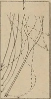 An illustration from Attractions & oscillations des animaux marines sous l'influence de la lumière. Recherches nouvelles relatives au phototactisme et au phototropisme (1905)