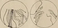 An illustration from Attractions & oscillations des animaux marines sous l'influence de la lumière. Recherches nouvelles relatives au phototactisme et au phototropisme (1905)