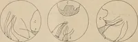 An illustration from Attractions & oscillations des animaux marines sous l'influence de la lumière. Recherches nouvelles relatives au phototactisme et au phototropisme (1905)